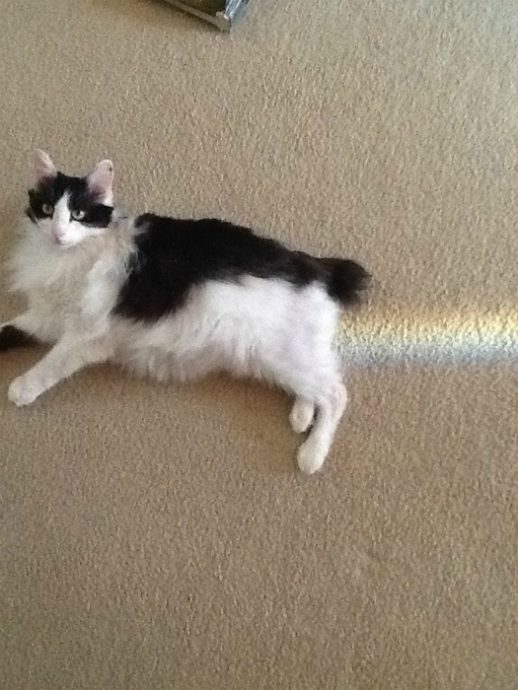 Радужный кот