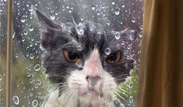 прикольные коты