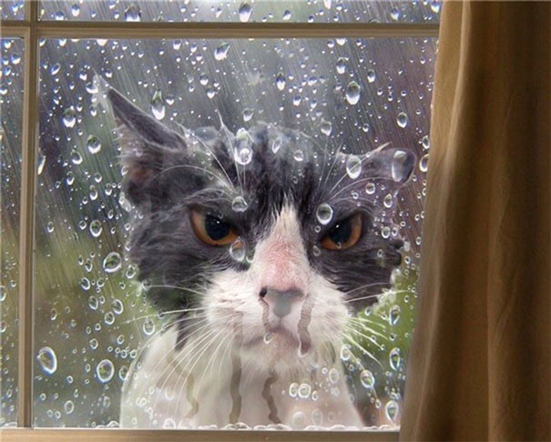 прикольные коты