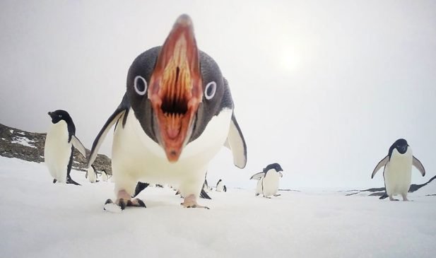 Нападение пингвина на камеру в Антарктиде