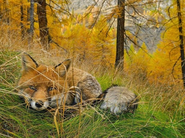 Лисица отдыхает в Национальном парке в Италии