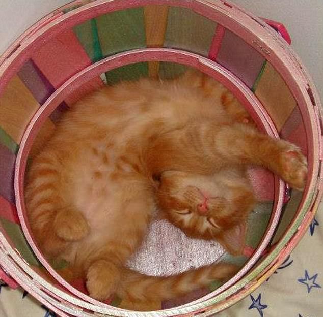 Коты спят в самых неординарных местах