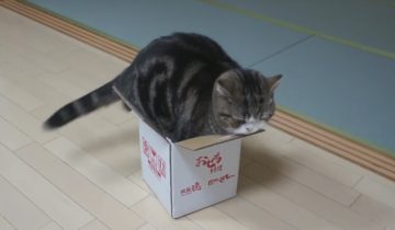 втиснуться в коробочку