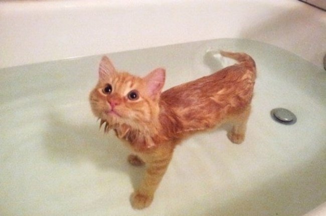 Кошка «сломалась»: она обожает воду, лезет в воду, плавает, сидит, ходит, спит, и все это в полной ванне