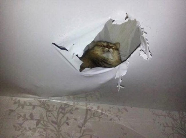 Верховный правитель котов прорвал натяжной потолок