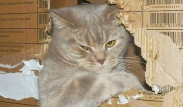 Чудо-коты