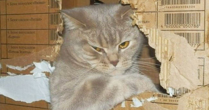 Чудо-коты