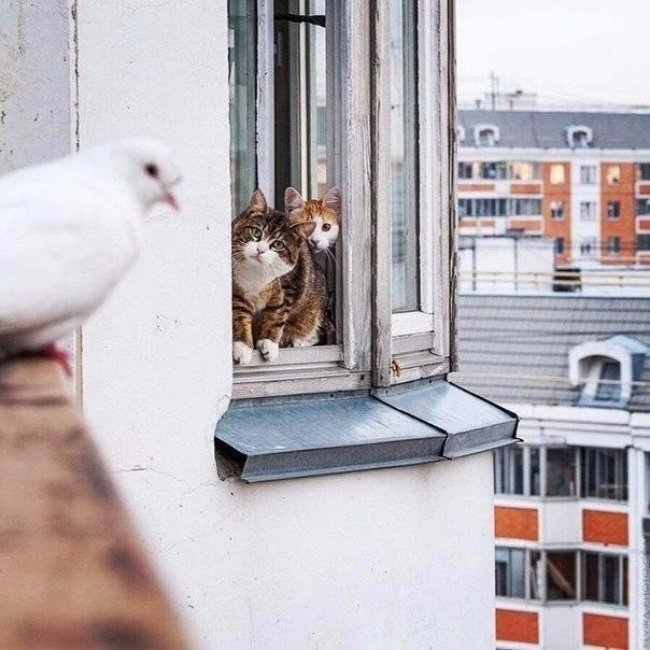 Два кота отговаривают голубя от суицида