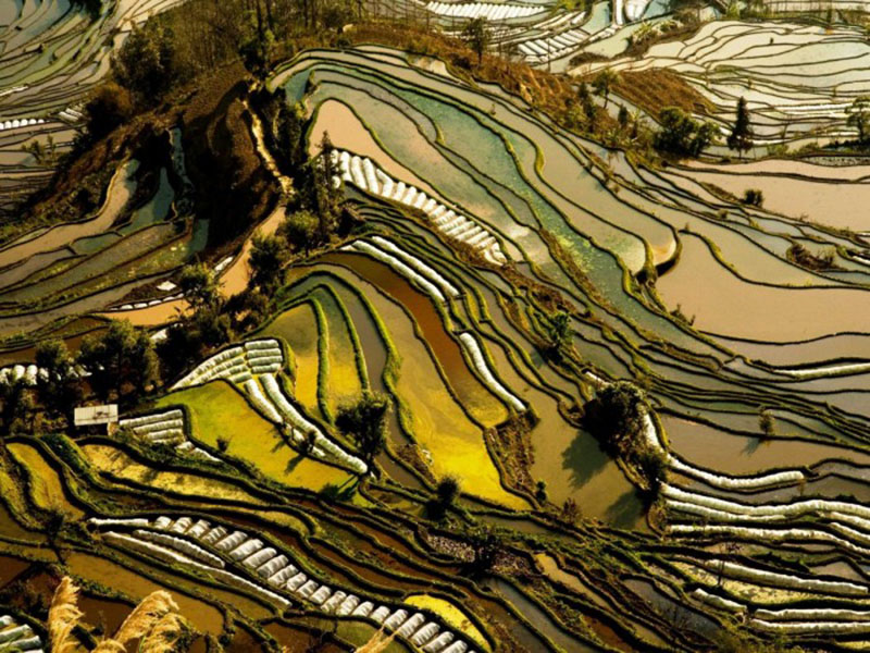 11300 га рисовых террас Юаньян (Китай)