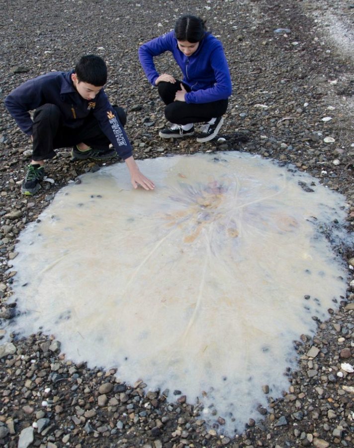 11. Это не сопли, это огромная медуза, которую вынесло на берег!