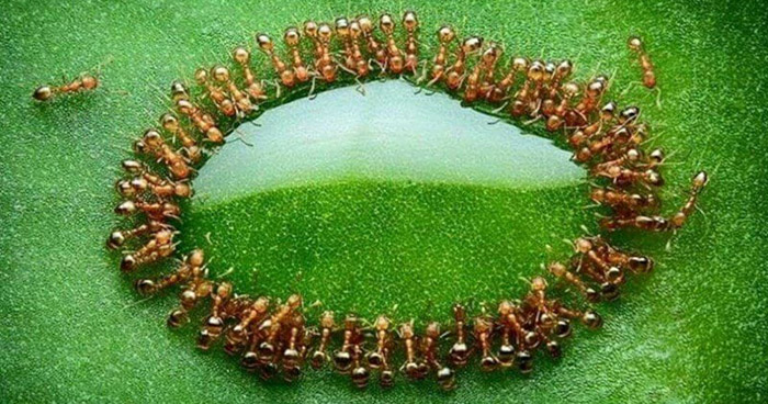 без использования фотошопа