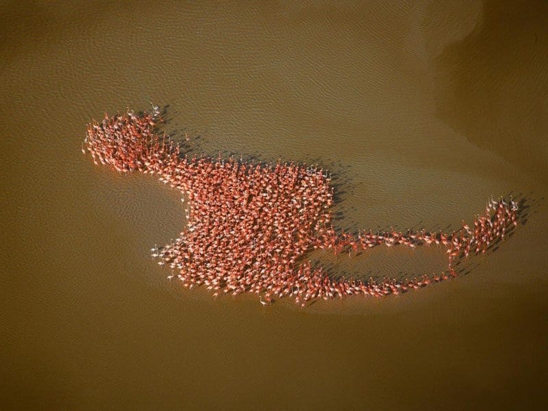 Стая фламинго (фото: Роберт Б. Хаас)