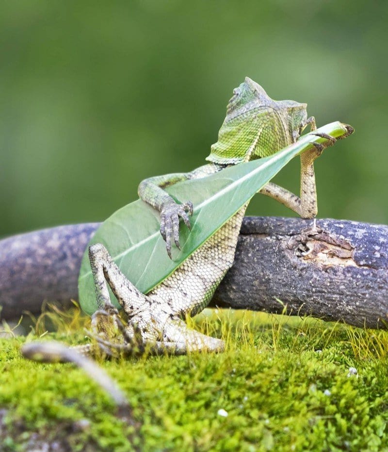 Ящерица и «гитара» (фото: Адитья Пермана)