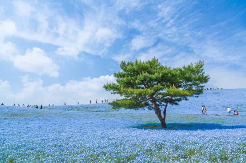 Голубой ковёр из немофил в Приморском парке Хитачи, Япония (фото: Хироки Кондо)