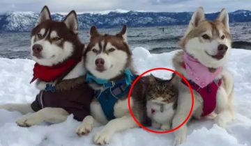 Кошка Рози