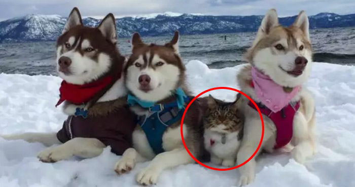 Кошка Рози