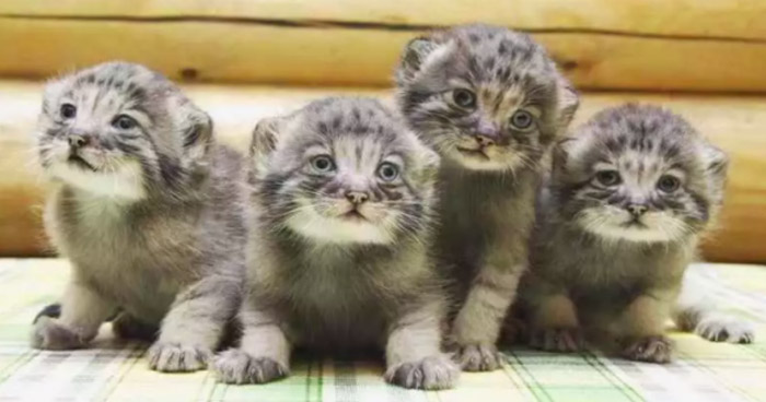 обычные котята