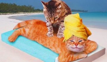 кошка делает массаж