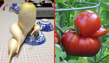 овощи и фрукты