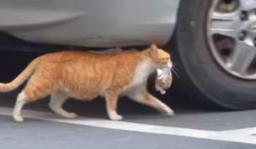 бездомная кошка