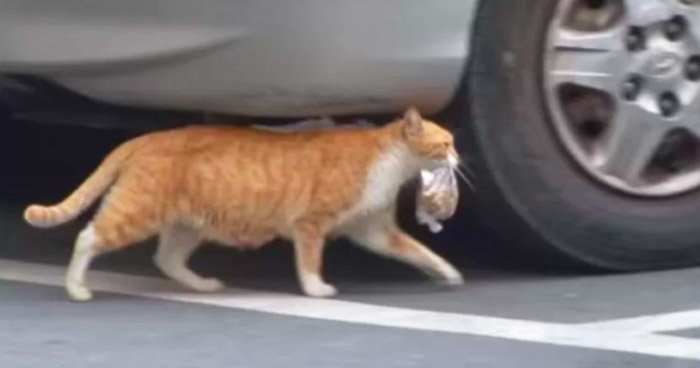 бездомная кошка