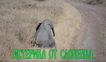 Истерика маленького слоненка