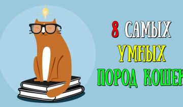 поддаётся дрессировке