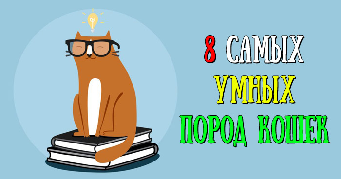 поддаётся дрессировке