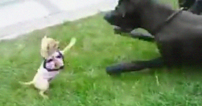 между чихуахуа