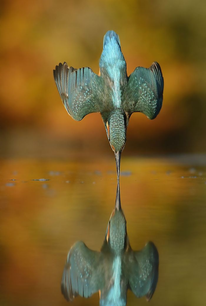 1. По подсчетам Алана, ему потребовалось 4200 часов и 720 тысяч фото, чтобы все-таки заполучить этот идеальный снимок погружения зимородка в воду без единого всплеска.