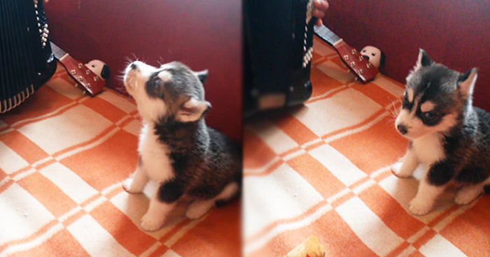 щенка хаски