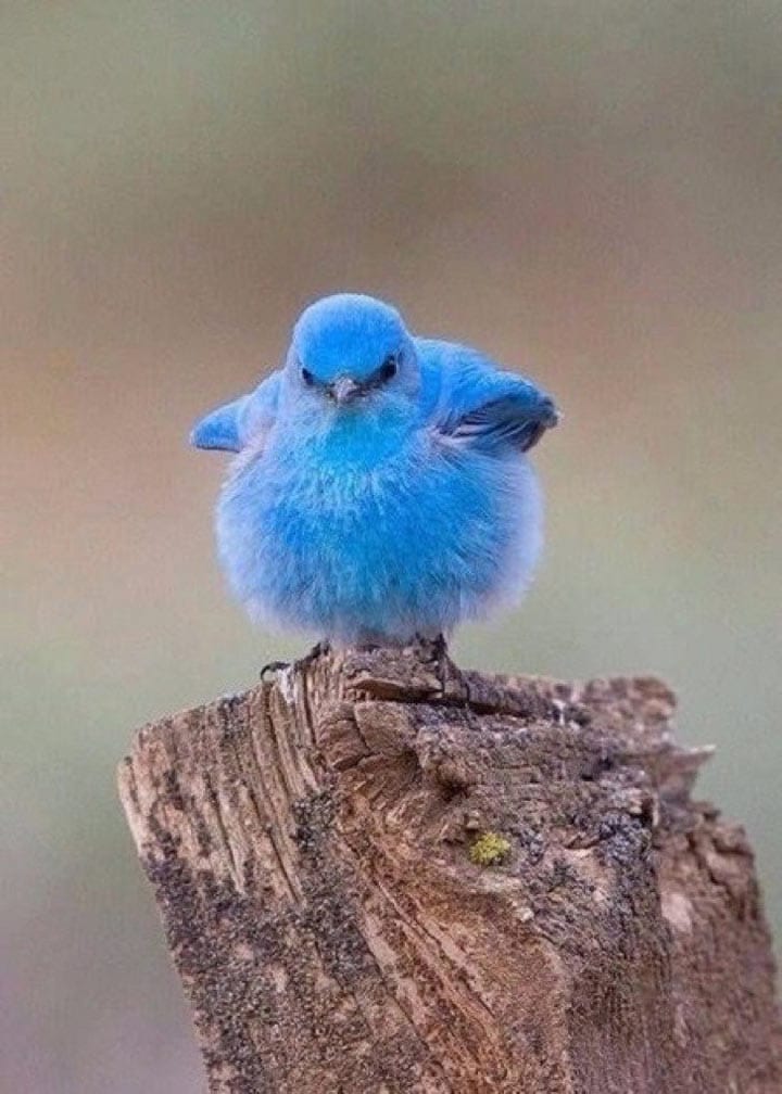 Птичка-символ Twitter действительно существует, но она не такая большая, как могло показаться!