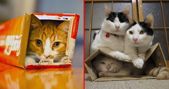 ваш кот