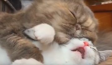 милых котиков