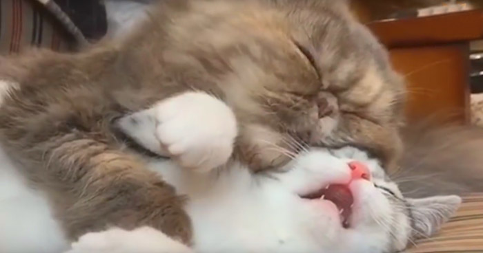 милых котиков