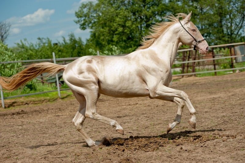 2. Ахалтекинская лошадь