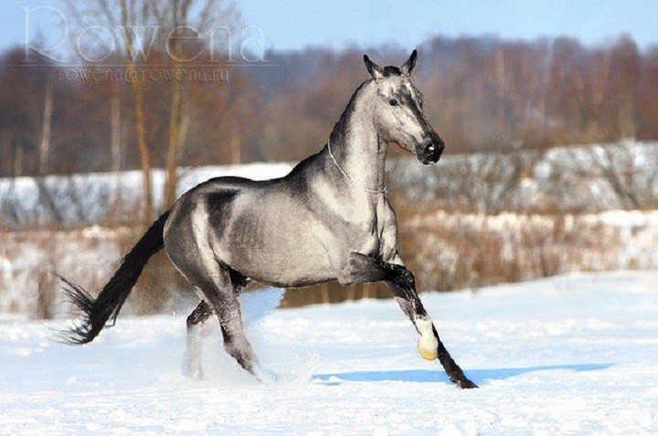 3. Серебристо-буланая лошадь