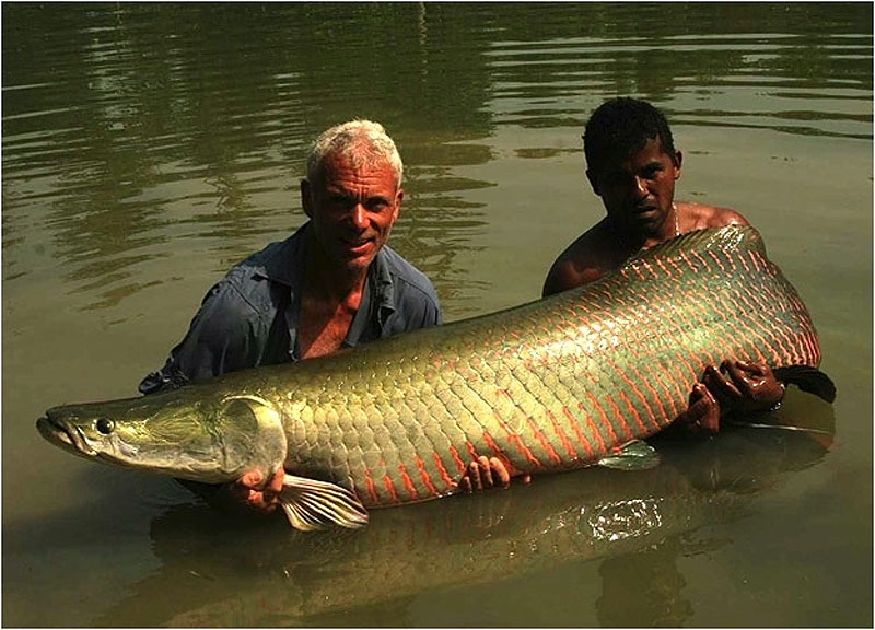 2. 68-килограммовая арапайма, пойманная в озере Рио Мадериа в Бразилии.