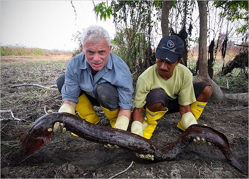 4. Электрический угорь из реки Амазонка, который может вырастать до 2,4 м в длину и весить до 19 кг.