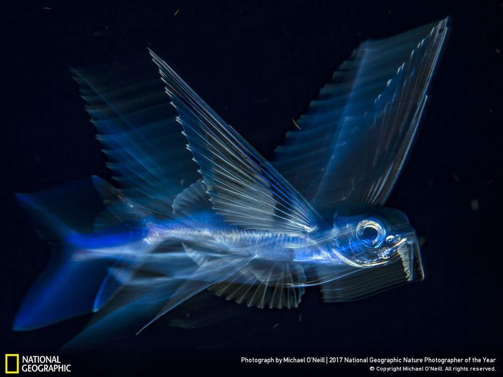 «Летучая рыба в движении», 3-е место в категории «Подводный мир»