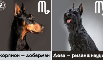 какая вы собака