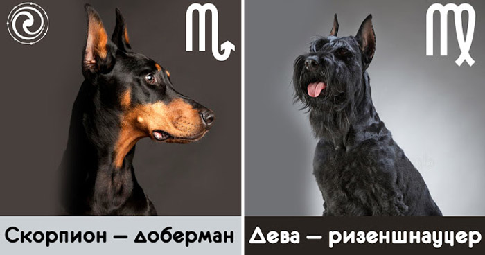 какая вы собака