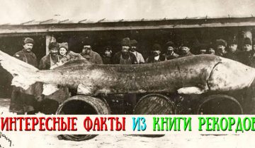 Интересные факты
