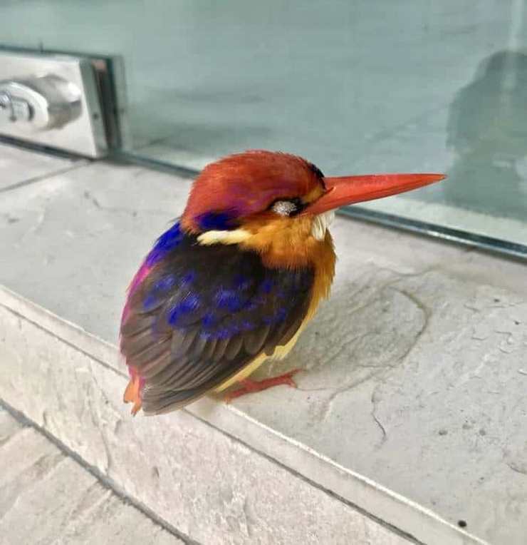 Рубиновый зимородок — это уникальная птичка, которая хочется потрогать.