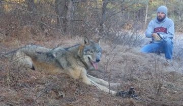 волк попал в капкан