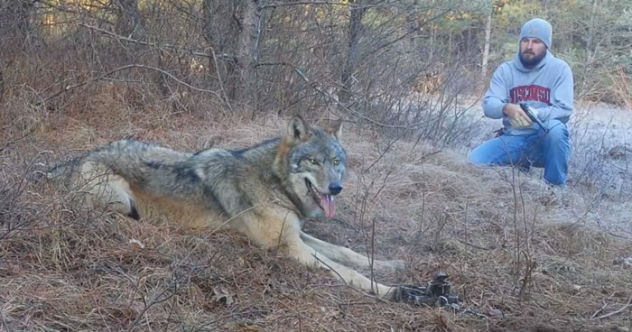 волк попал в капкан