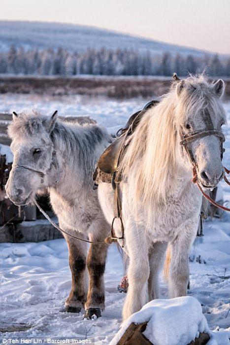 Якутские лошади.