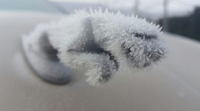 Ягуар на машине — и тот замерз!