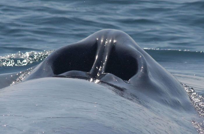 6. Вы когда-нибудь задумывались, как выглядит дыхало на спине у кита?