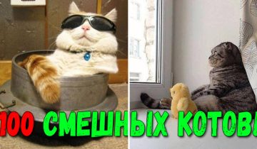 смешных фото кошек